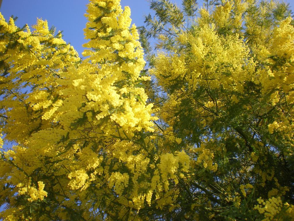 Bed And Breakfast Mimosa Cascina Bagian luar foto